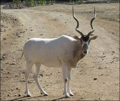 Quel est ce mammifère, une antilope endémique des déserts d'Afrique avec de grandes cornes annelées ?