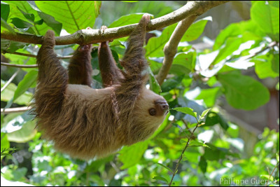 Quel est ce mammifère arboricole lent et paresseux que l'on rencontre dans les forêts tropicales d'Amérique ?