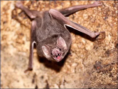Quel est ce mammifère, une chauve-souris qui se nourrit de sang, originaire des zones tropicales du continent américain ?