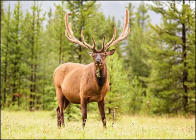 Quel est ce mammifère, le plus grand cervidé de la planète, bon nageur et bon coureur vivant principalement en Amérique du Nord et en Asie ?