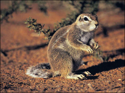 Quel est ce mammifère, un petit rongeur proche de l'écureuil visant dans les déserts du continent africain ?