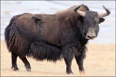 Quel est ce mammifère vivant sur les hauts plateaux d'Asie centrale entre 3 000 et 5 500 mètres et pesant jusqu'à une tonne ?