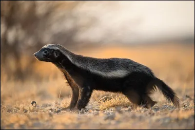 Quel est ce mammifère d'Afrique, proche de la belette à la robe noire marquée de bandes claires ?