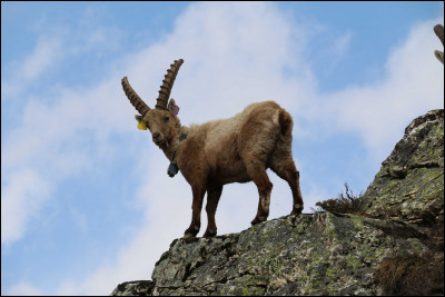 Quel est ce mammifère, une chèvre sauvage des massifs alpins ?