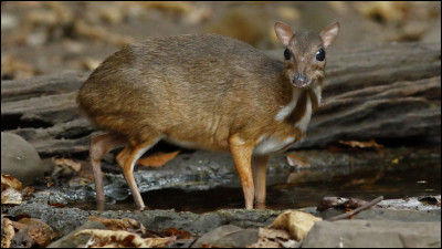 Quel est ce mammifère endémique des îles Philippines, le plus petit ongulé du monde mesurant 18 cm et pesant 1kg ?