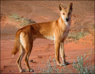 Quel est ce mammifère, un chien sauvage vivant en Australie et en Asie du sud-Est ?