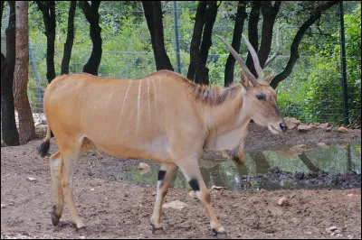 Quel est ce mammifère, une grande antilope d'Afrique vivant dans les savanes et les forêts ?