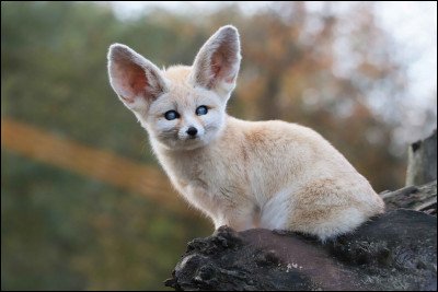 Quel est ce mammifère, un petit renard aux grandes oreilles qui vit dans les déserts du Sahara et du Sinaï ?