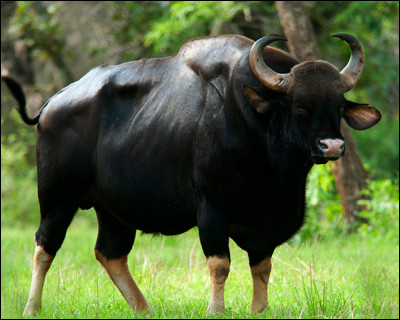 Quel est ce mammifère, le plus gros bovidé vivant en Inde et en Asie du Sud-Est ?