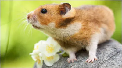 Quel est ce mammifère, un petit rongeur qui possède des poches extensibles dans les joues ?