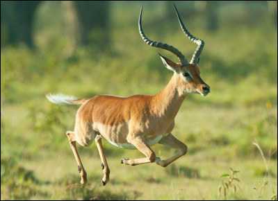 Quel est ce mammifère, une antilope athlétique et gracieuse réputée pour sa vitesse et son agilité à bondir ?