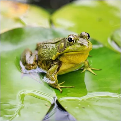 Grenouille en latin, et aussi en italien et en espagnol :