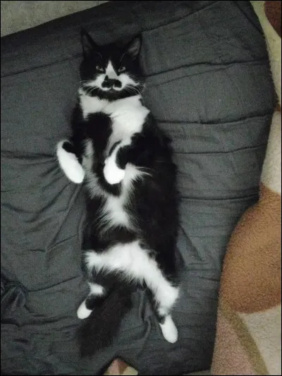 Comment sappelait Fléau quand il était chaton domestique ?