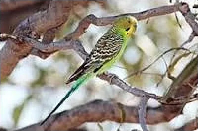 Quel est le nom de cet oiseau ?