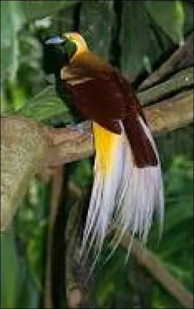 Quel est le nom de cet oiseau ?