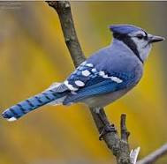 Quiz Oiseaux
