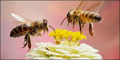 La peur extrême des insectes est une phobie très courante.
Quel est son nom ?