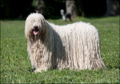 Quel est ce chien de grande taille recouvert d'un poil long cordé ?