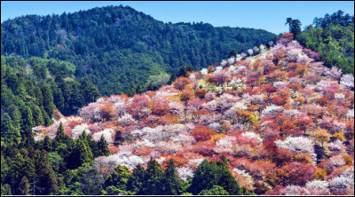 Quel est ce mont, site sacré du Japon, une incroyable montagne aux 3 000 cerisiers qui culmine à 530 mètres d'altitude ?