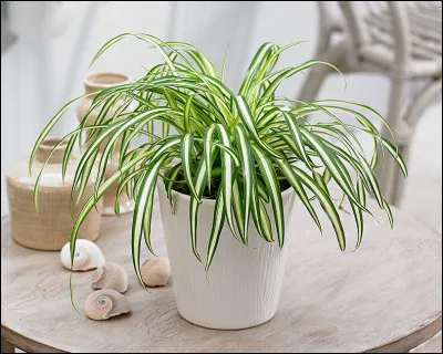 Comment s'appelle cette plante ?