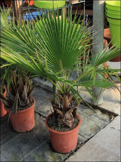 Comment s'appelle cette plante ?