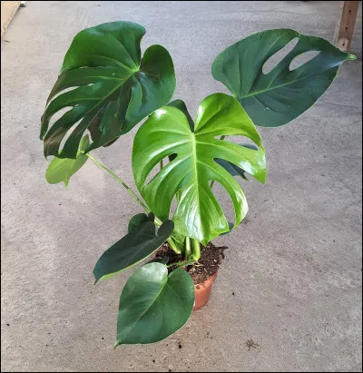 Comment s'appelle cette plante ?