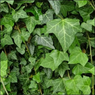 Comment s'appelle cette plante ?