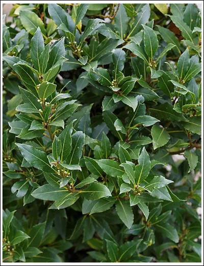 Comment s'appelle cette plante ?