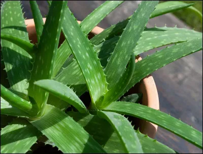 Comment s'appelle cette plante ?