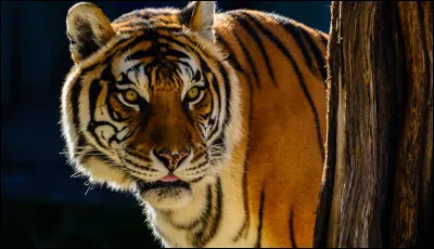 Quel est cet animal ?