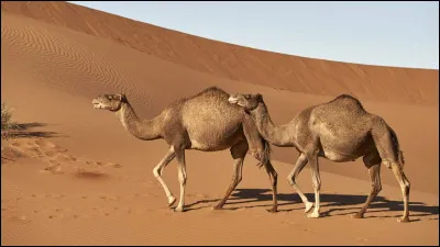 Quel est cet animal ?