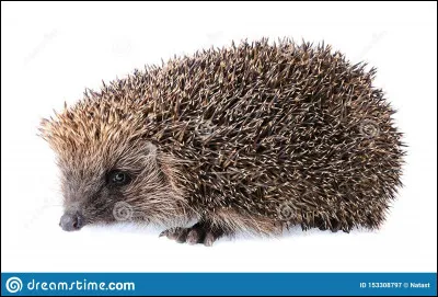 Un dernier animal appelé...