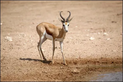 Quel est cet animal ?