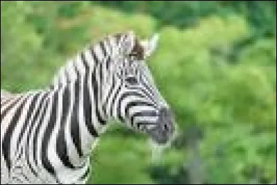 Quel est cet animal ?