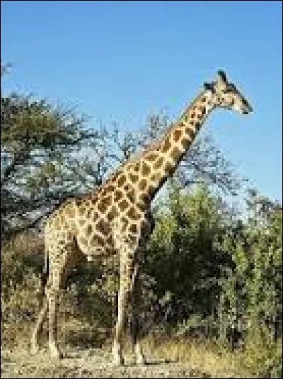 Quel est cet animal ?