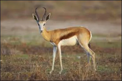 Quel est cet animal ?