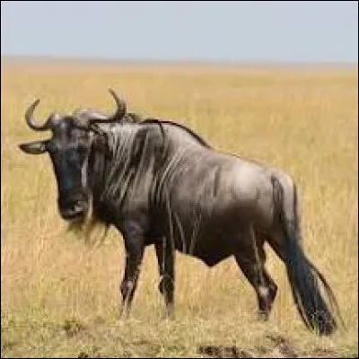 Quel est cet animal ?