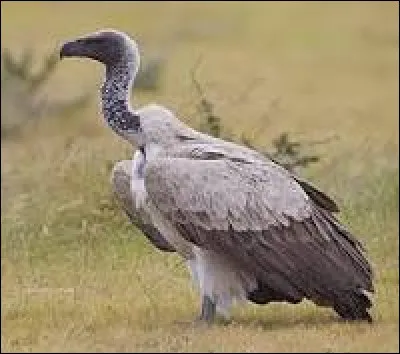 Quel est cet animal ?