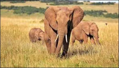 Quel est cet animal ?