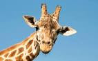 Quiz Animaux