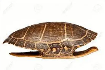 Quel Henri célèbre aurait eu une carapace de tortue pour berceau ?