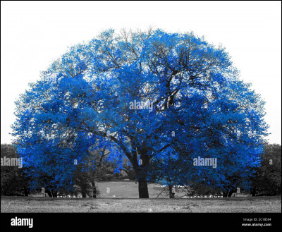 Quelle était sa robe au bal de Noël ?