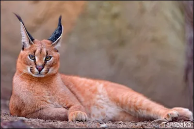 Ce félin de taille moyenne, présent dans les régions arides en Afrique et au Moyen-Orient, c'est le ...