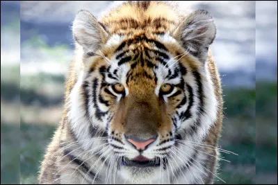 Si tu étais un animal, tu serais :