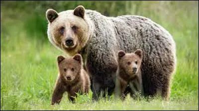 Comment appelle-t-on un ours femelle ?