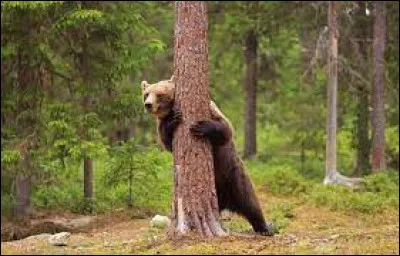 Dans lequel de ces logos un ours est-il camouflé ?