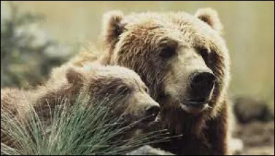 Qui est le réalisateur du film "L'Ours", publié en 1988 ?