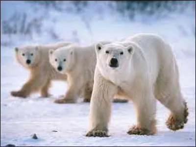 De quelle couleur la peau des ours polaires est-elle ?