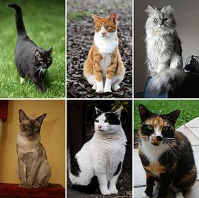 Quel genre de chat es-tu ?