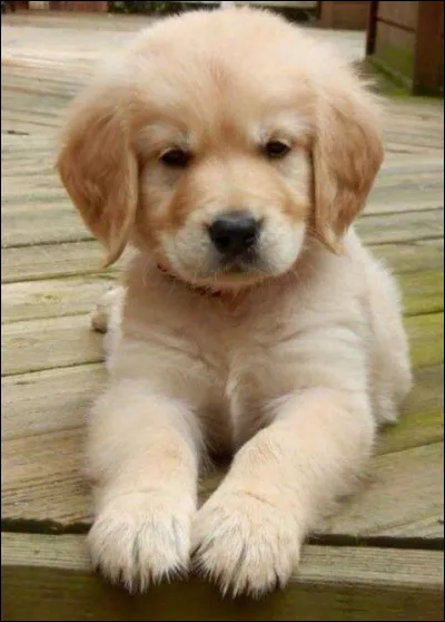 Niveau 5 : Quelle est la race de l'animal sur la photo ?